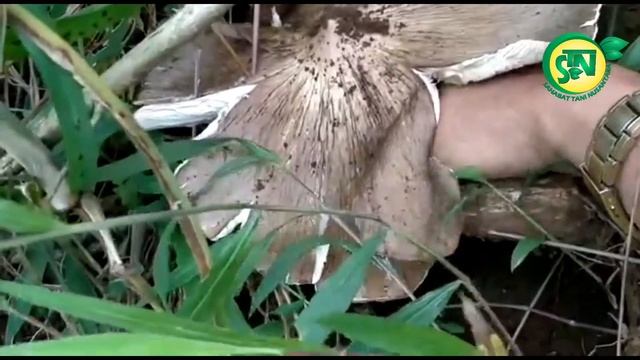 dapat su ung, nemu jamur liar. смотреть онлайн