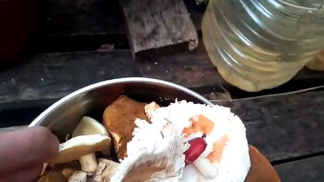 " Медведя бояться ,в лес не ходить" .Сходили по грибы ,в лес смотреть онлайн