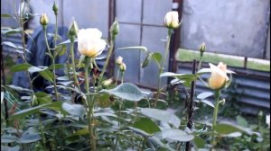 Обработка розы от тли, и от других вредителей и заболеваний. //Валентина Земскова