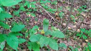 Грибы ,  в лес за грибами.