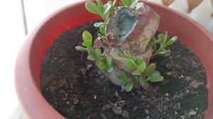 Что делать, если денежное дерево замерзло или начало гнить? Отойдет или нет?