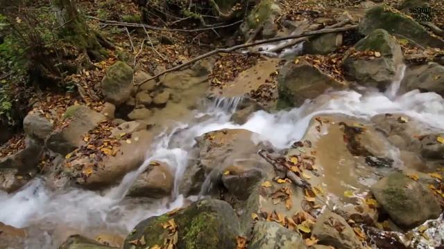 Стихи Татьяна. Тищенко  Левицкая. Мысли. смотреть онлайн