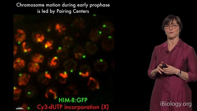 Abby Dernburg UC Berkeley  LBNL  HHMI Part 3: The Role of Dynein in Chromosome Pairing