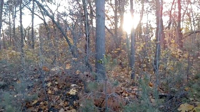 Появились грибочки "маслята" смотреть онлайн