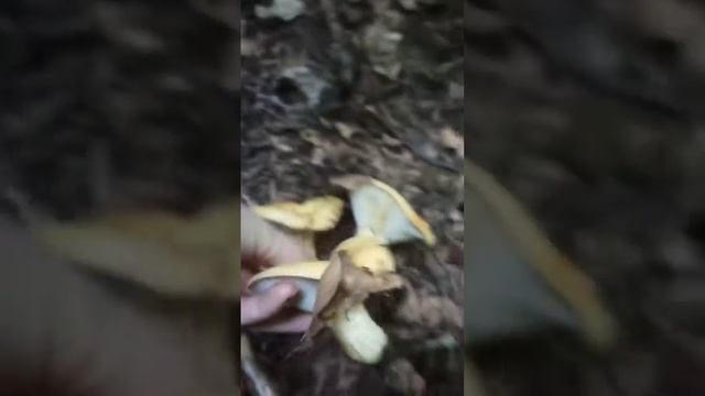 Грибы а горах. Белые грибы 2023 смотреть онлайн