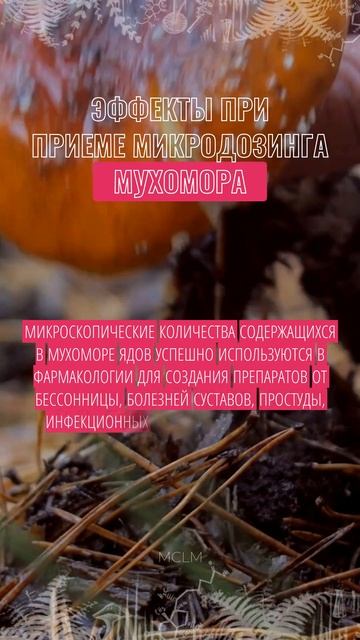 Исцеляющие Свойства Мухоморов: Факты и Мифы. #mclm #лечебныегрибы #мухомор