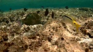 Dotted parrotfish (Calotomus viridescens), Точечная рыба-попугай