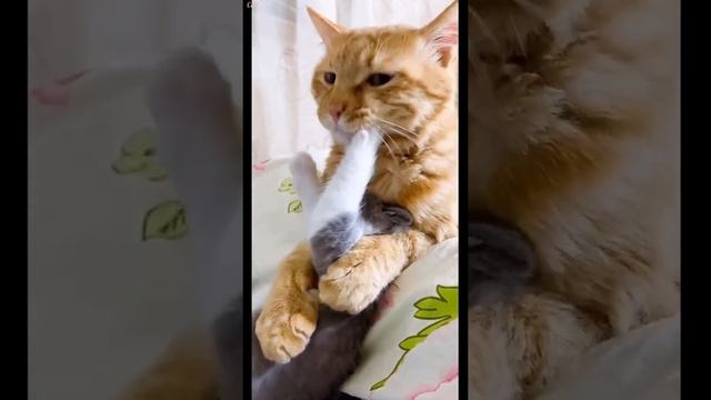 優しい茶トラ猫と可愛い子猫