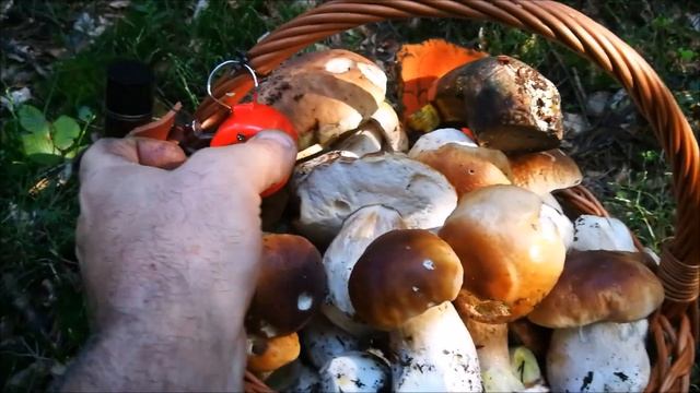 Nowy sezon na grzyby 2021 смотреть онлайн