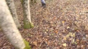 Опята в лесах Кубани! Сбор осенних опят после дождей и заморозка! Опятные места! Медовые опята!