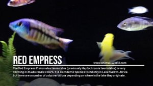 Red Empress Cichlid - Lake Malawi