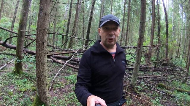 В лес за лисичками