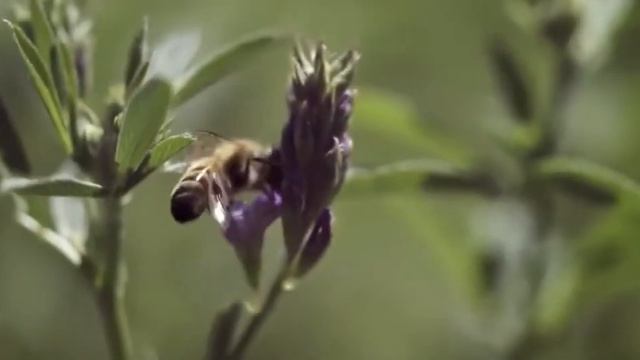 Nutrilite. Полный контроль выращивания сырья смотреть онлайн