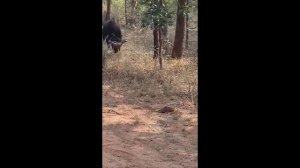 Tiger Vs Gaur - Tiger Attacks Bison