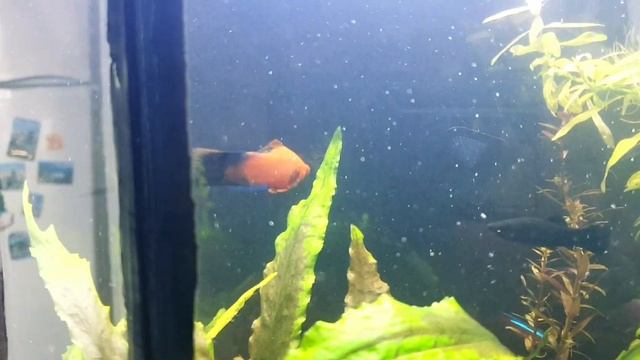 кто подскажет меченосцы худеют и потом умирают смотреть онлайн