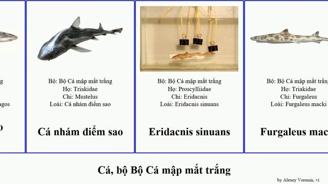 Cá, bộ Bộ Cá mập mắt trắng carcharhinus mustelus apristurus galeus cephaloscyllium scyliorhinus