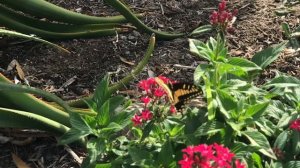 Papilio zelicaon / Anise Swallowtail/ Macaon Del Anis