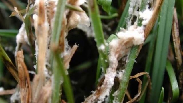 brownpatch/Rhizoctonia solani en céspedes смотреть онлайн