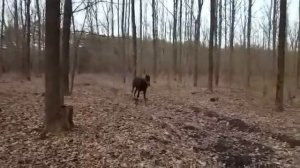 Брэй галоп и остановка около меня