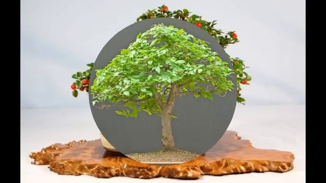 Birch (Betula) Bonsai Tree