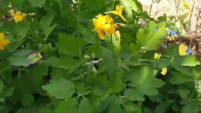 Заняття з природного довкілля "Лікарські рослини" смотреть онлайн