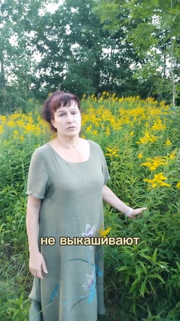 Секрет травников: как использовать растение-паразит во благо смотреть онлайн