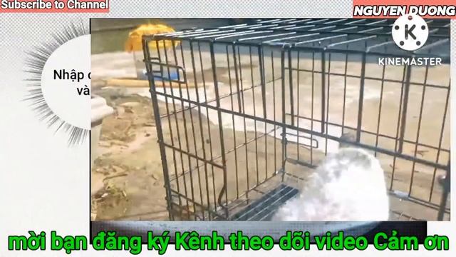 CÁCH NHẬN BIẾT BỆNH NẤM DA Ở CHÓ. How to recognize fungal skin disease in dogs? смотреть онлайн