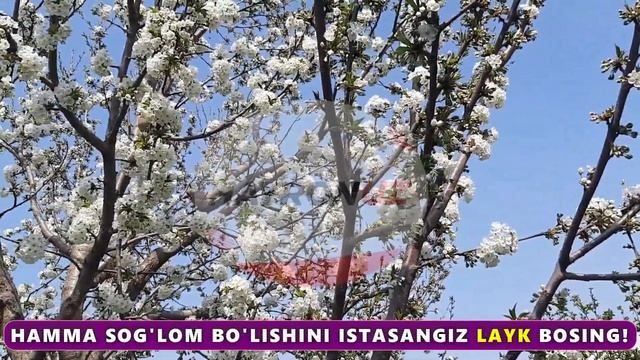 Qo'ziqorinning Foydali Xususiyati смотреть онлайн