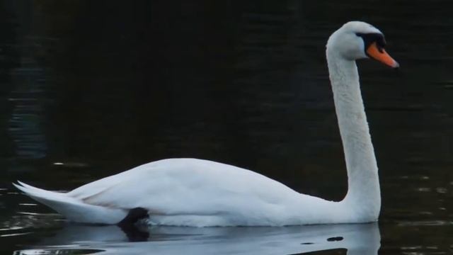 Поэзия русских просторов. Выпуск 3 смотреть онлайн