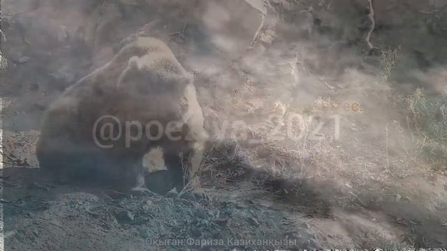 Поэзия казакша ӨЗГЕДЕН ӨЗІН АРТЫҚ ҚОЙҒАН АДАМ ⚜Авторы: Камилия Досекбаева ↪Оқыған:Фариза Казиханқыз