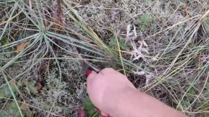 СБОР РЫЖИКОВ!!!!НУ НАКОНЕЦ-ТО,  РЫЖИКИ ПОШЛИ!!!!! РЫЖИКОВОЕ ЧУДО, РЫЖИКОВОЕ ЗОЛОТО!!!