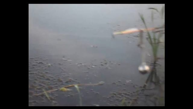 Платная рыбалка на карася. Улов умора смотреть онлайн