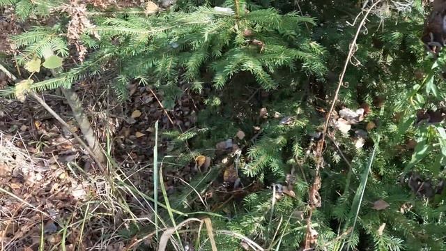 Каркасный бассейн, тестирование новой GoPro, покатушки за мухоморами и BMW смотреть онлайн