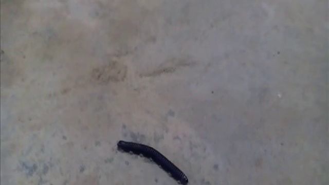 Caterpillar on a crawler! Rzhaka! Funny! They won't catch up with us! смотреть онлайн