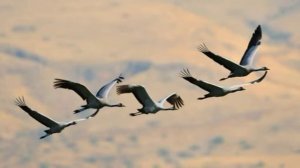 Опять осенняя пора