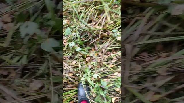 мини фильм- Дойдем до грибов (1 часть) смотреть онлайн