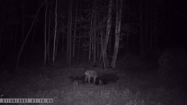 ШИЛЬНИК ПРОТИВ РОГАЧА ГУРАН ЗАХВАТЫВАЕТ ТЕРРИТОРИЮ ЧТО ДЕЛАЮТ ЖИВОТНЫЕ смотреть онлайн