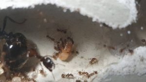 Carebara diversa. Feeding experiment!