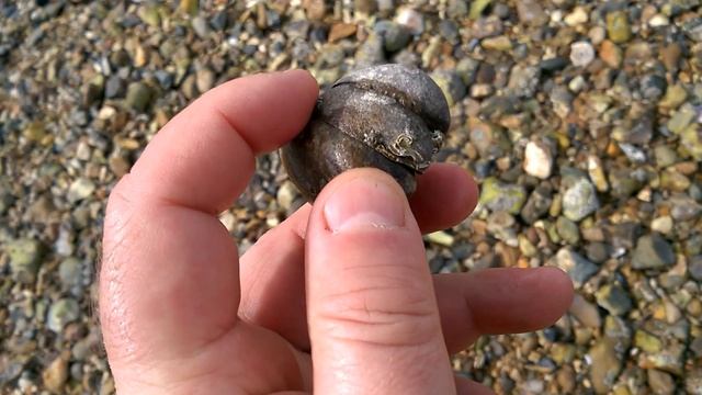 Random Stuff: Mystery Moth, Chickweed, International Mini-Foodhauls, The Beach and Mushrooms! смотреть онлайн