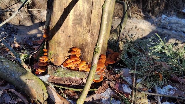 Удивительный #Лес и Яркие 🍄 #Грибы на 🌲 Дереве - #Опята и Зимняя Грибалка Winter Mushrooms 4k