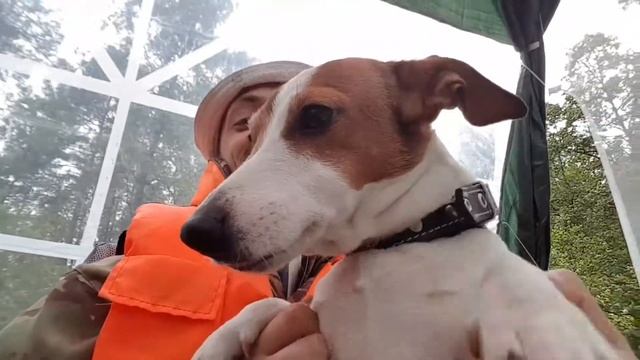 Злой пёс смотреть онлайн