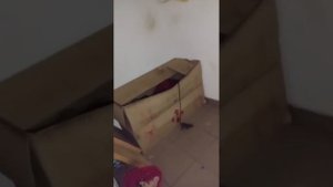 куниця в домашніх умовах плюси і мінуси, ручная куница