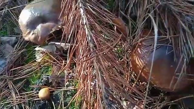 Тихая охота!//Грибы! смотреть онлайн