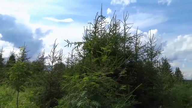 РОССИЯ (слова: Ирена Буланова, музыка: Александр Голощапов) - авторская смотреть онлайн