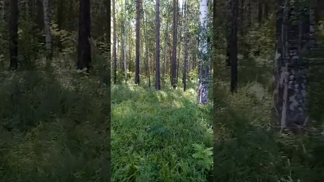 Первый поход по грибы! 14 июля 2021 год! смотреть онлайн