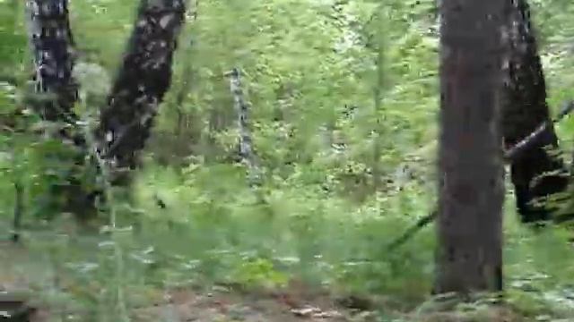 Вывал леса под Садовым_всё видео Завьялова1 смотреть онлайн