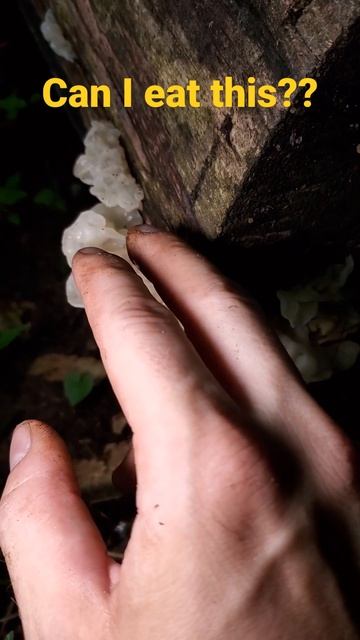 epidose 3. white jelly fungus (ductifera pululahuana) смотреть онлайн