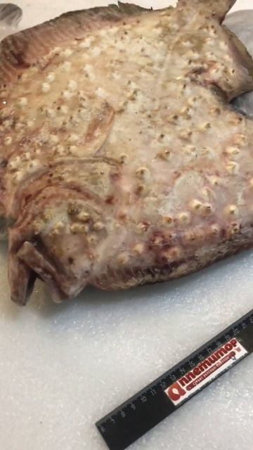 Черноморский калкан смотреть онлайн