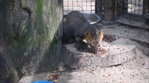 Соболь и куница кушают кедровые орехи 09.07.2024