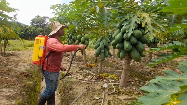 como prevenir el hongo en la fruta de papaya. смотреть онлайн